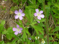 Geranium maculatum bestellen